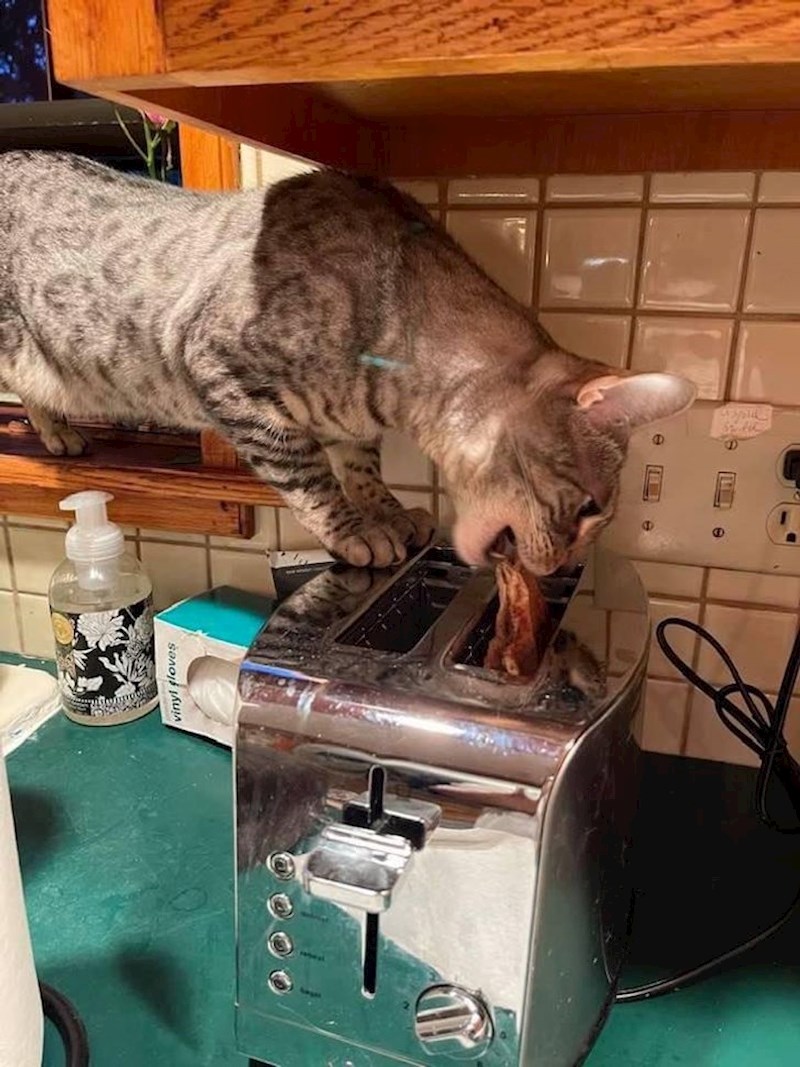 24. "Naš mačak Benz obožava krasti hranu iz tostera"