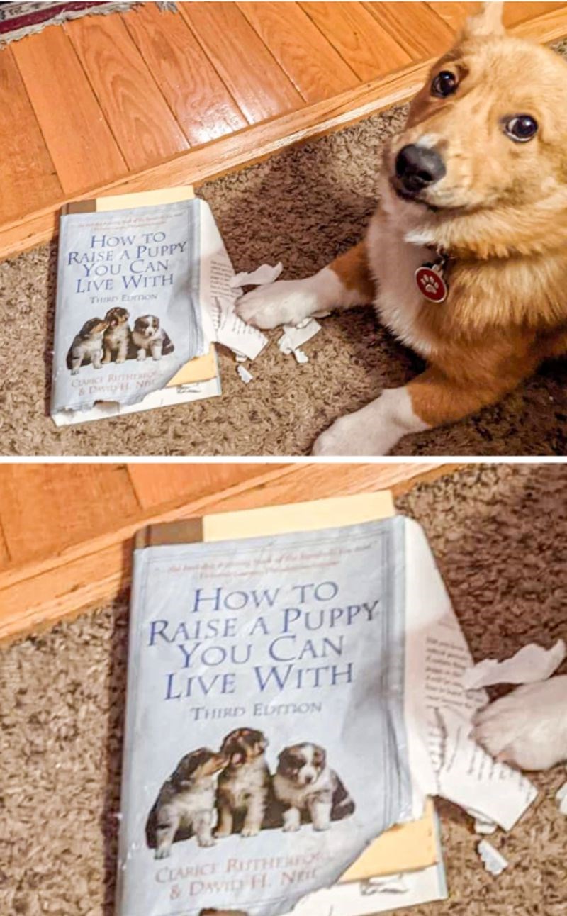 "U znanju se krije moć. Moj pas je odlučio to znanje i probati, doslovno."