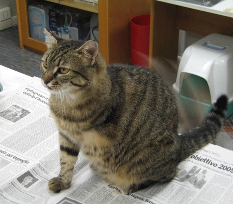 4. Hrabra mačka otjerala je planinsku pumu koja se približavala njezinoj vlasnici, ali nažalost nije prošla bez ozljeda...