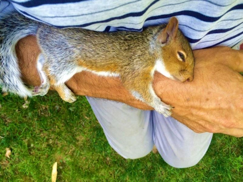 13. "Ova vjeverica je došla do mog očuha i u nekoliko minuta mu zaspala na ruci."