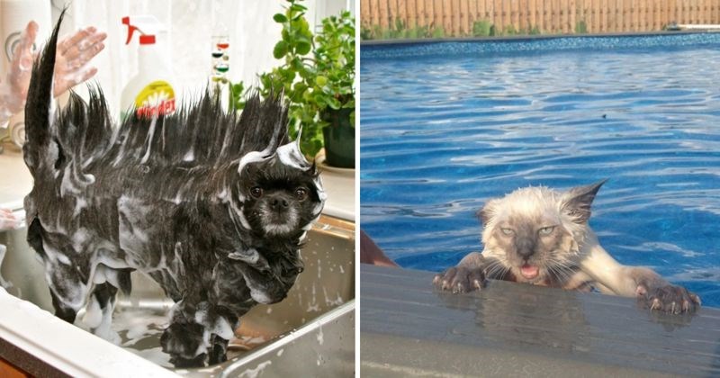 15+ smiješnih i simpatičnih slika životinja savršenih za podizanje raspoloženja