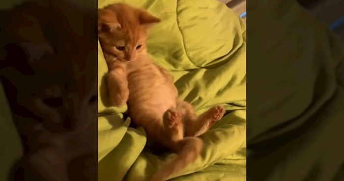 Video ovog mačića je hit na društvenim mrežama, a sve zbog načina na koji se igra sa svojim repom