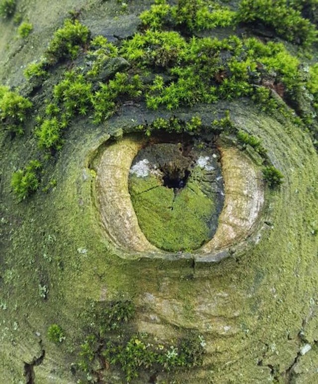 6. Dio debla koje izgleda kao oko, prizor je wow!