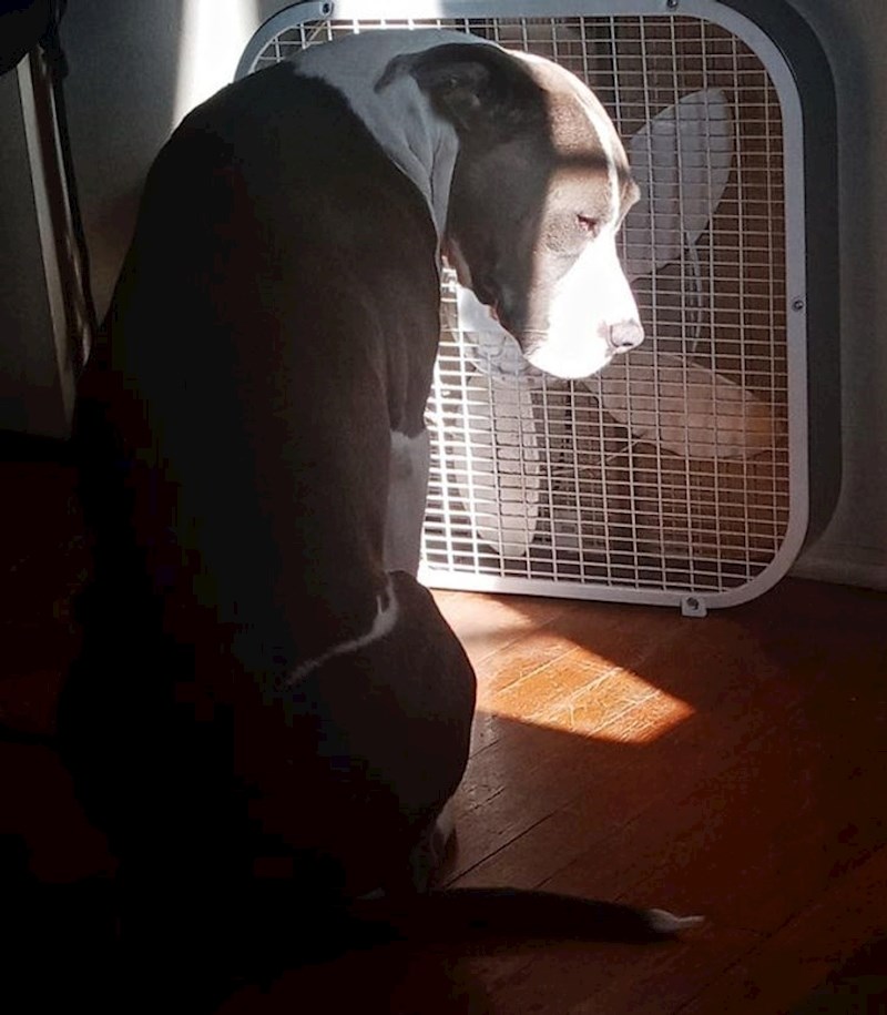 13. "Nije dobio keksić, sad nas ovako gleda"