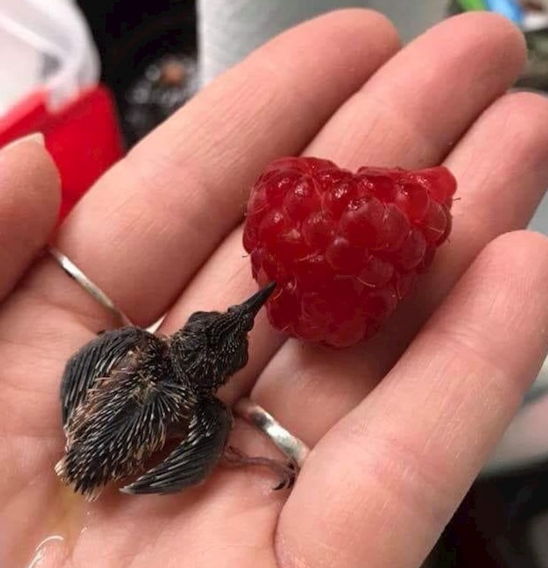 "Mladunče kolibrića pije nektar iz maline"