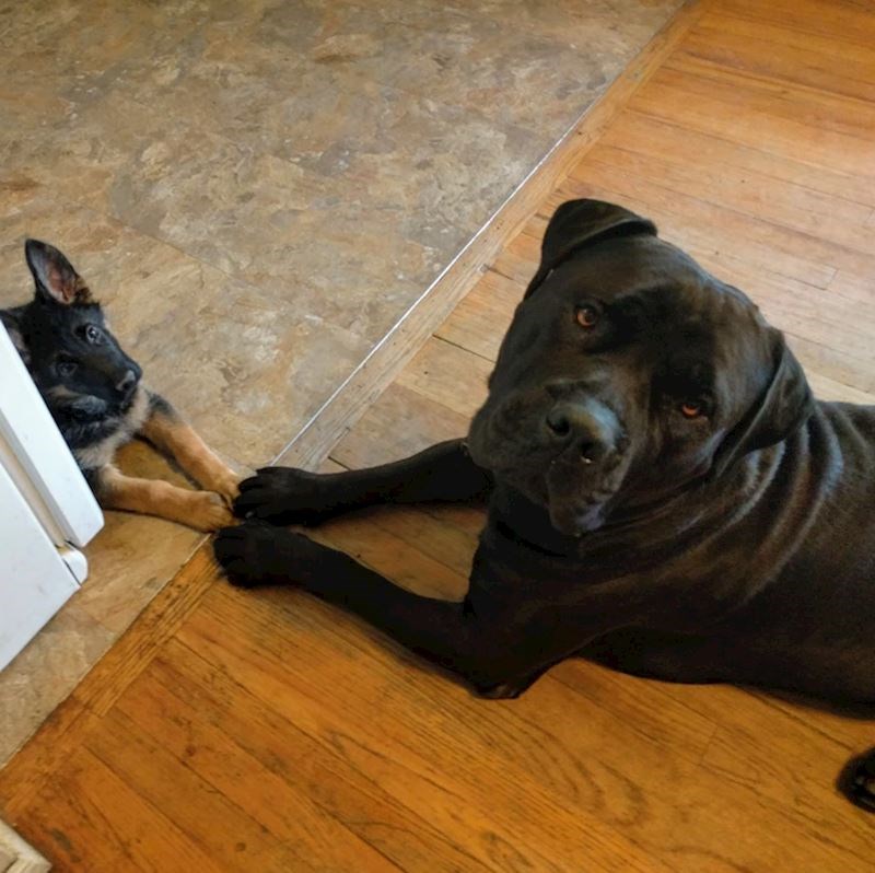 11. "Nekome se sviđa novi prijatelj"