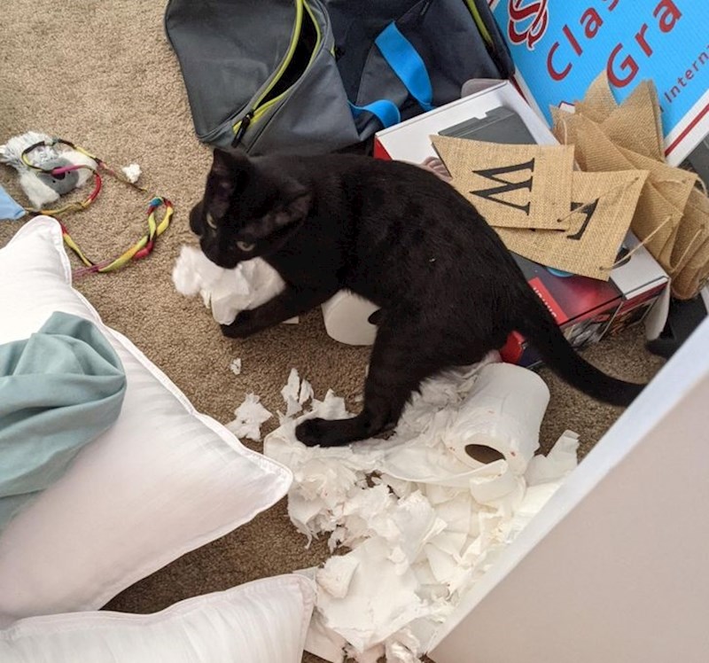 12. "Nekome je očito bilo dosadno dok nismo bili doma"