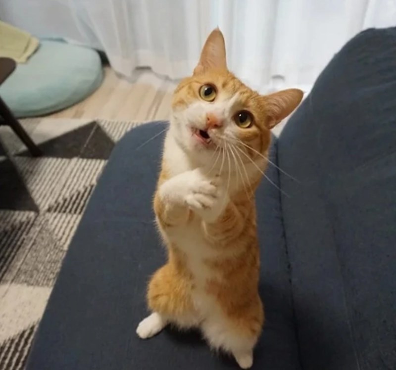 "Nismo ga učili da ovo radi, ali naš mačak ovako moli za poslastice."