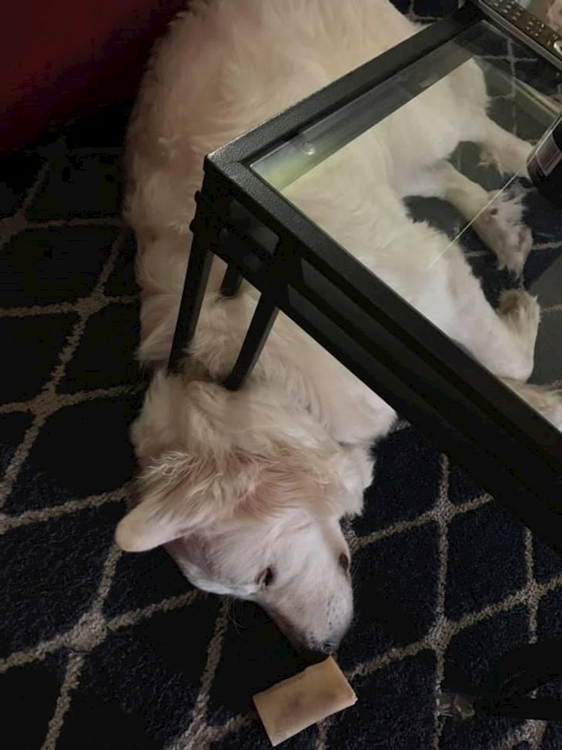 2. "Mislio sam da su noge stola nekako pale na psa, a kad ono..."