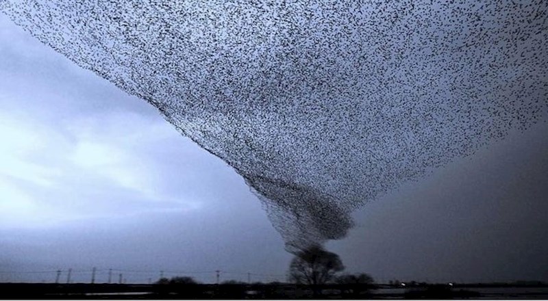 5. Jato ptica koje izgleda kao tornado
