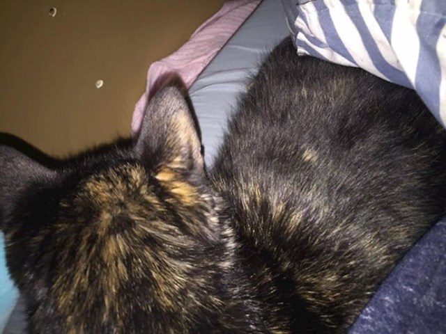 4. "Ovo je moja mačka Kiki. Često imam gadne noćne more zbog kojih ne mogu spavati i gotovo svaki put kad loše sanjam Kiki dolazi u sobu i legne pokraj mene"