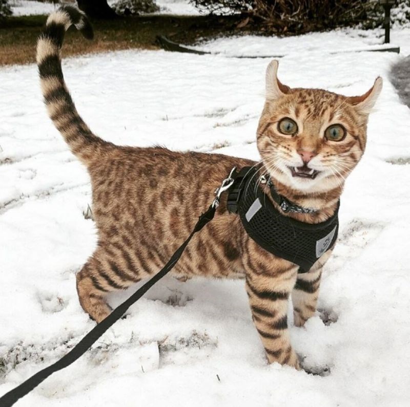 "Nije znao kako se ponašati na snijegu."