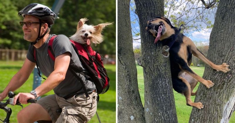 11 simpatičnih i smiješnih fotografija koji će vam instantno uljepšati dan