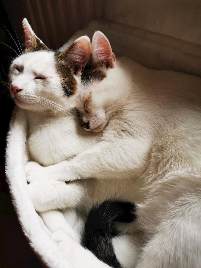 9. "Ne možete ni zamisliti kakva je ovo velika ljubav"