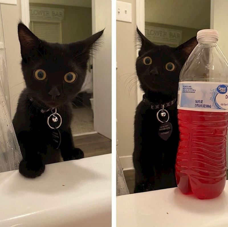 8. Imaju najbolje začuđene i šokirane ekspresije!