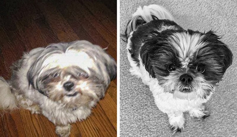 Maleni i slatki psić Bruce kada je tek došao u usporedbi kako izgleda nakon šest mjeseci neprestane brige