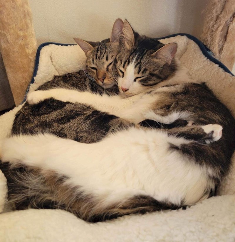 6. "Znala sam da je dobra odluka posvojiti brata i sestru, ali kad vidim ovakve prizore posebno mi je toplo oko srca"