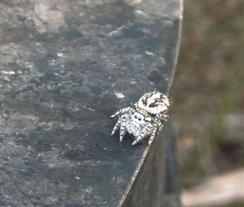 Čak izgleda i slatko (?)