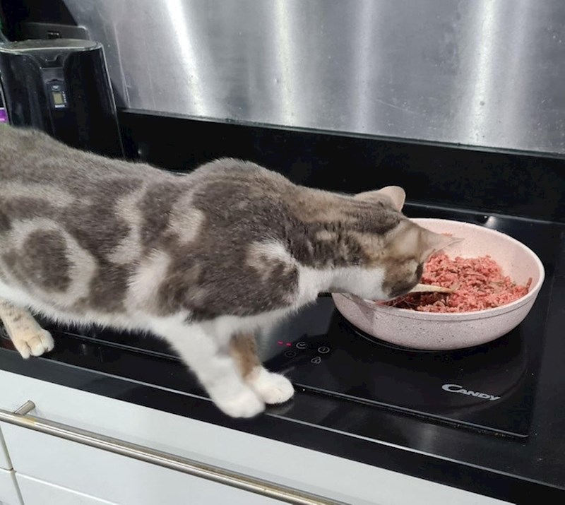 16. Vlasnica se samo na trenutak okrenula, a inspekcija je već krenula