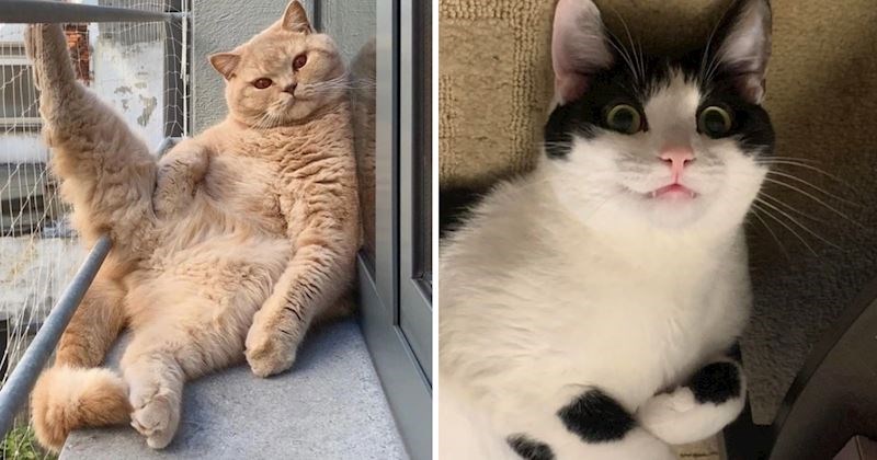 20 simpatičnih i smiješnih fotografija mačaka koje će se svidjeti i onima koji ih baš i ne vole