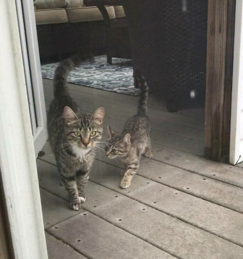 "Nekoliko dana sam hranila lutalicu i onda se nakon tjedan dana vratila s tri mačića"