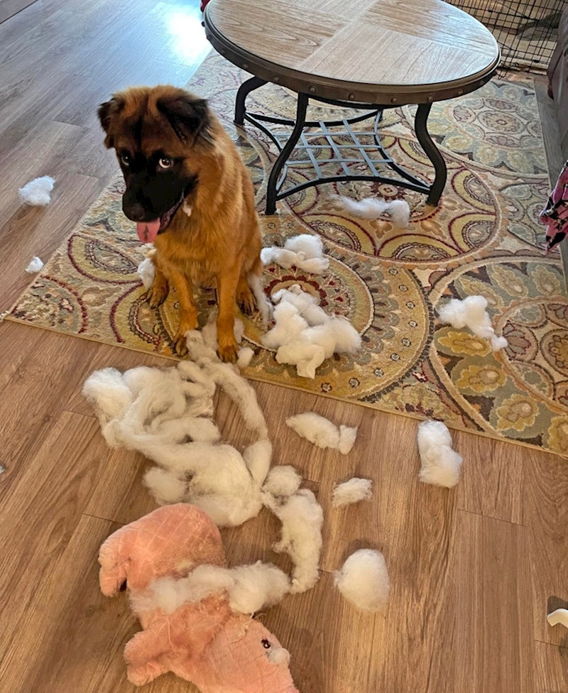 12. Mali zločko točno zna da je kriv i nije ga briga