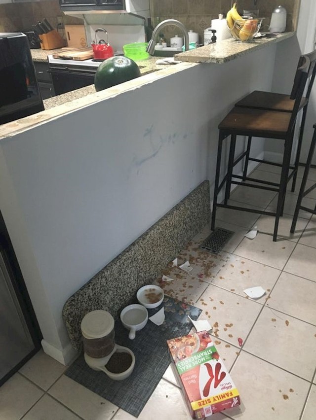 3. "Svi kojima sam poslala ovo prvo su vidjeli da mi je mačka bacila zdjelu s pahuljicama, a onda im morala istaknuti zbog čega mi je to bilo vjerojatno najgore jutro..."