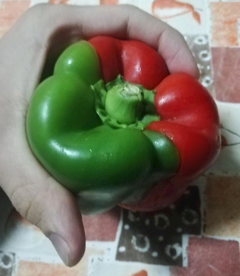 13. Dvije različite paprike koje kad se spoje izgledaju kao jedna