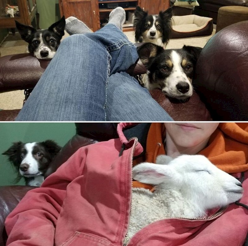 9. "Moji psi imaju potrebu čuvati janje čak i kad je kod mene na sigurnom"