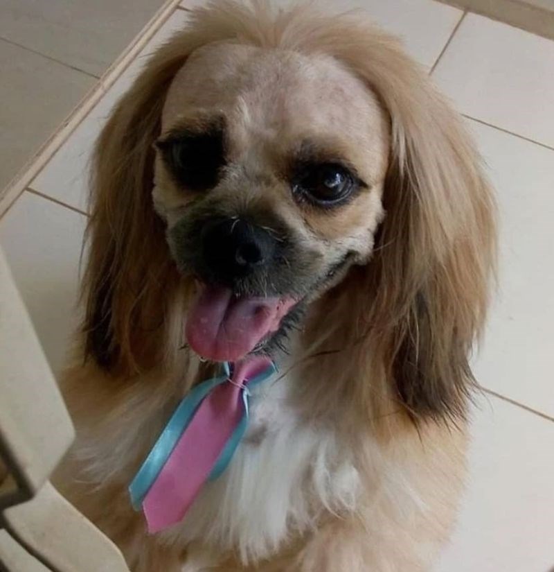 "Nikad više neću pokušati sama šišati psa."