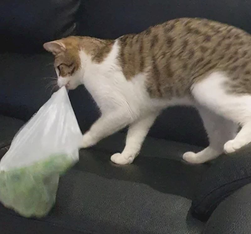 12. "Ukrala mi je grašak!"