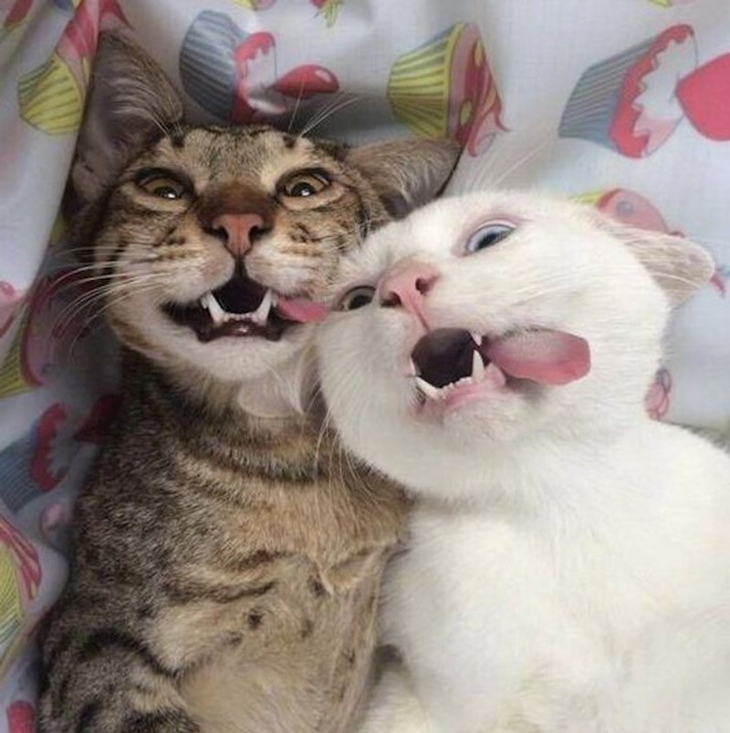 15. Namjestili se za luckastu fotku 😃