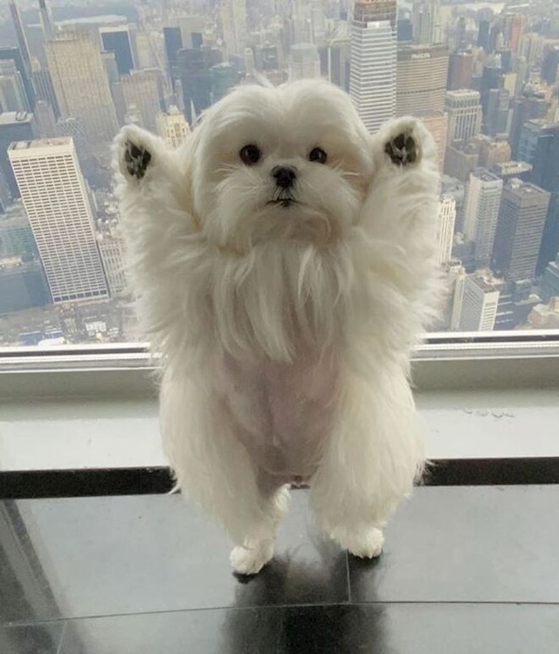 5. "Ovako on moli za poslastice"