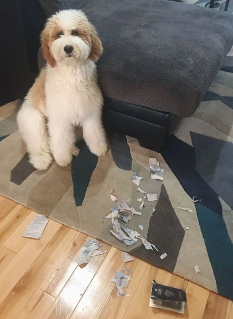 5. "Za dva dana sam trebala letjeti na godišnji odmor. Pas mi je pojeo putovnicu."