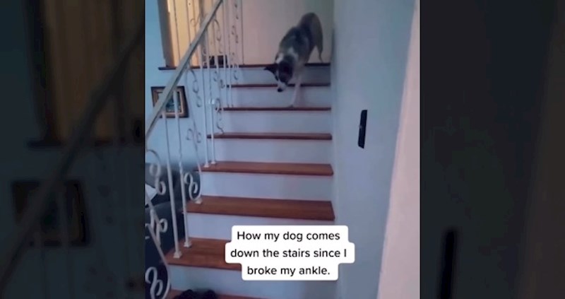 Ponašanje ovog psa nakon što je njegova vlasnica slomila gležanj nasmijala tisuće, morate vidjeti