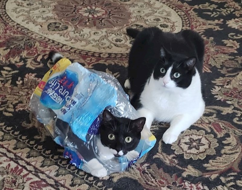 9. "Drugi mačak je bio tu za potporu"