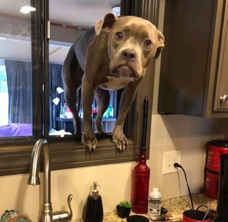 8. "Otišla sam joj pripremiti večeru, očito nisam dovoljno brza"