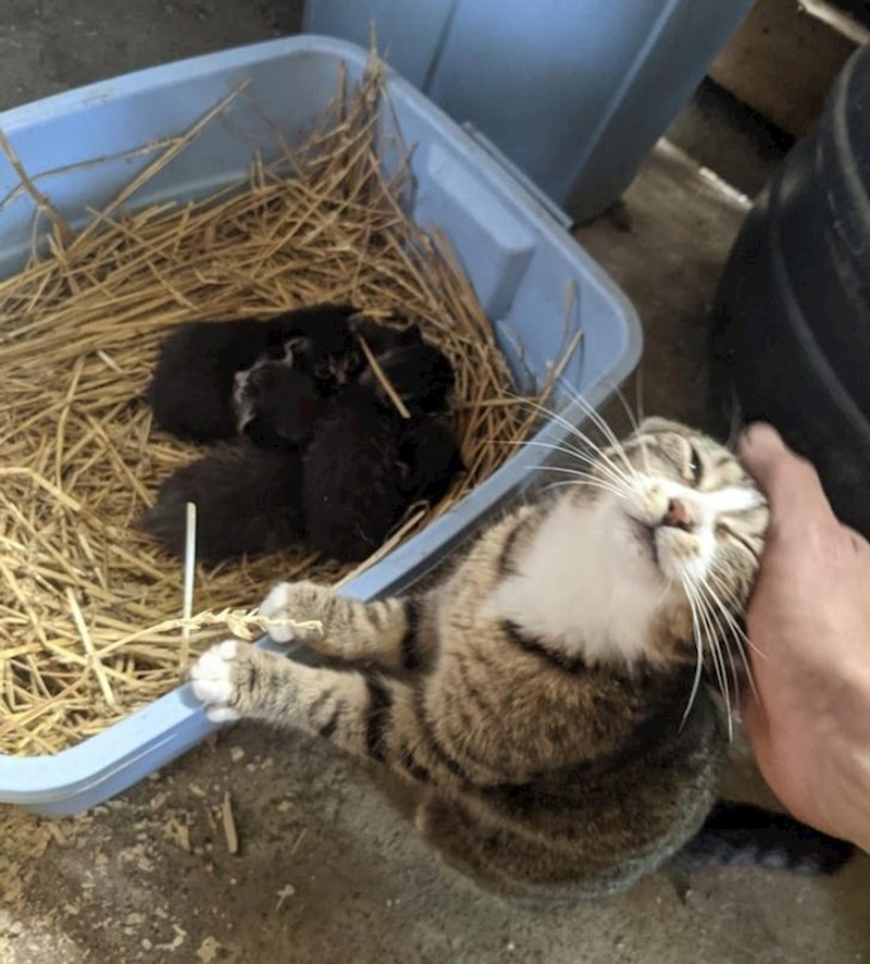 10. "Moja mačka je baš ponosna mama"