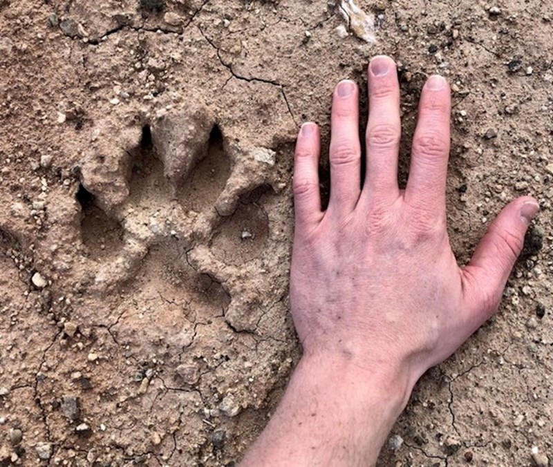 "Danas sam odlučio da ću početi često šetati u prirodi. Kad sam vidio ovo, vratio sam se do auto i otišao kući."