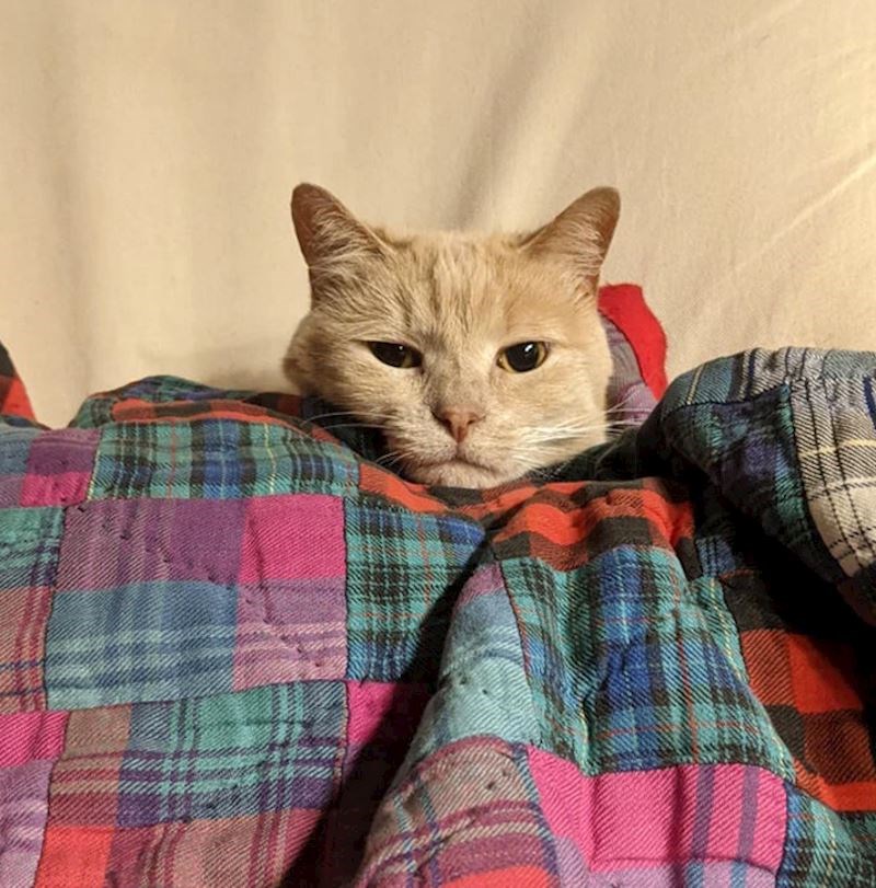 2. Ako imate fotelju, gotovo sigurno će vam je ukrasti čim ustanete iz nje