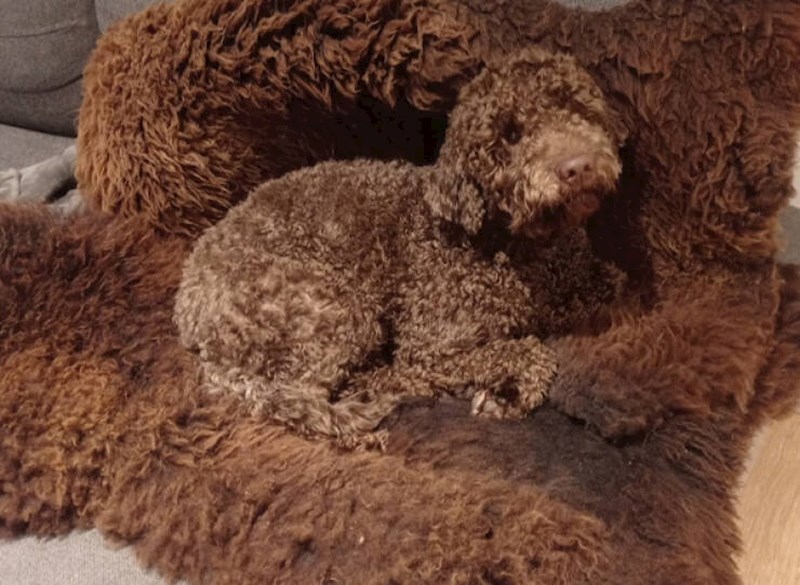 7. "Ponekad ni ne primijetim da spava na svom mjestu"