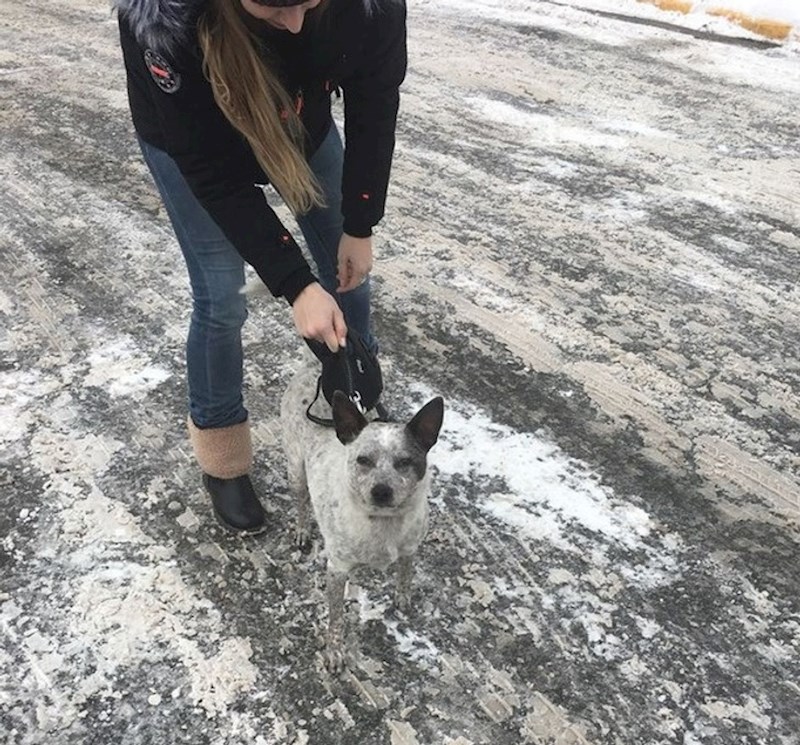 1. "Kolegica je udomila novog psa. Može se savršeno kamuflirati"