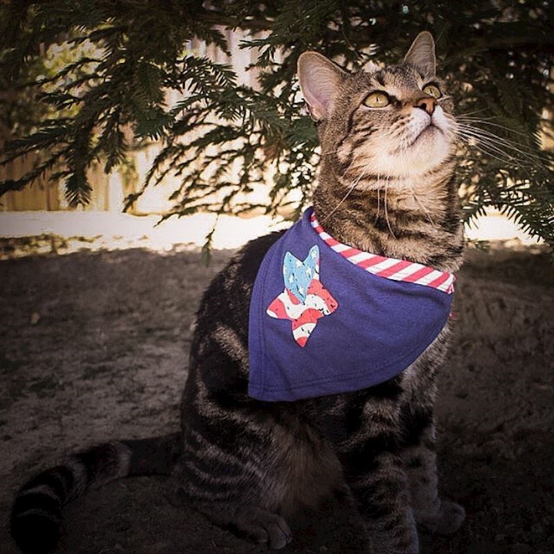 10. Hrabra mačka Tara riskirala je život kako bi spasila dječaka od napada psa i dobila maramu za hrabrost