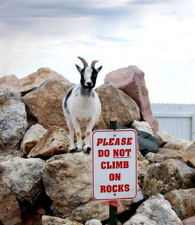 Koze su uvijek bile poznate kao tvrdoglave životinje