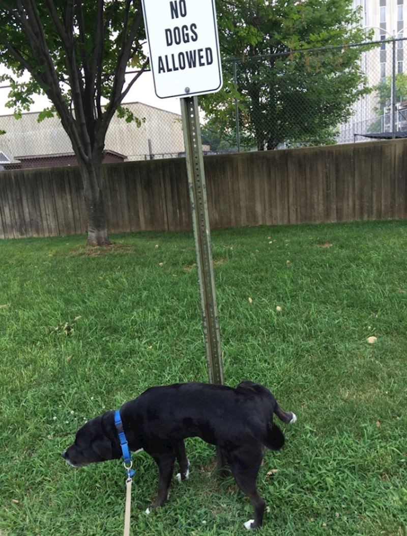 On je pokazao što misli o ovom znaku