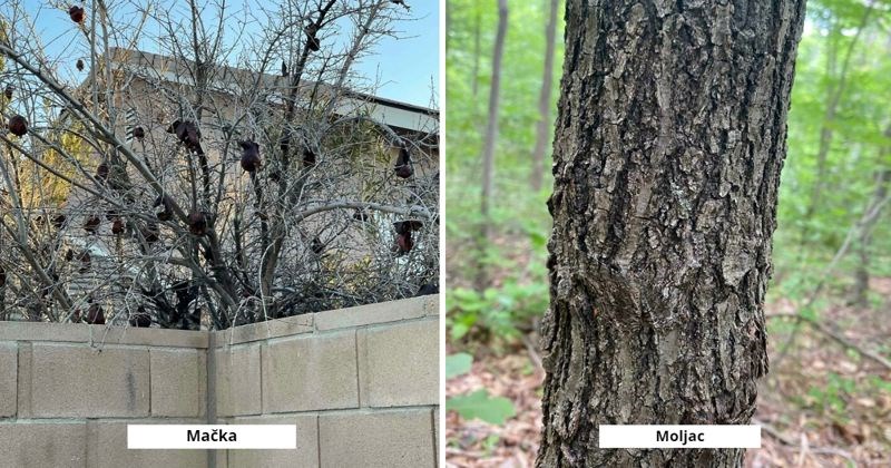 18 savršeno kamufliranih životinja i predmeta, namučit ćete se prije nego ih uočite