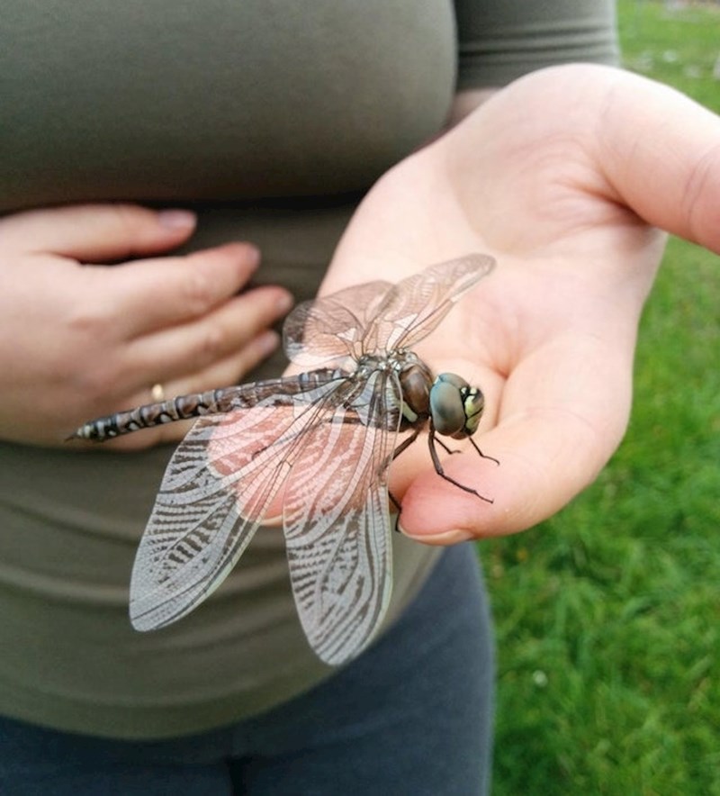 7. Predivni vilin konjic