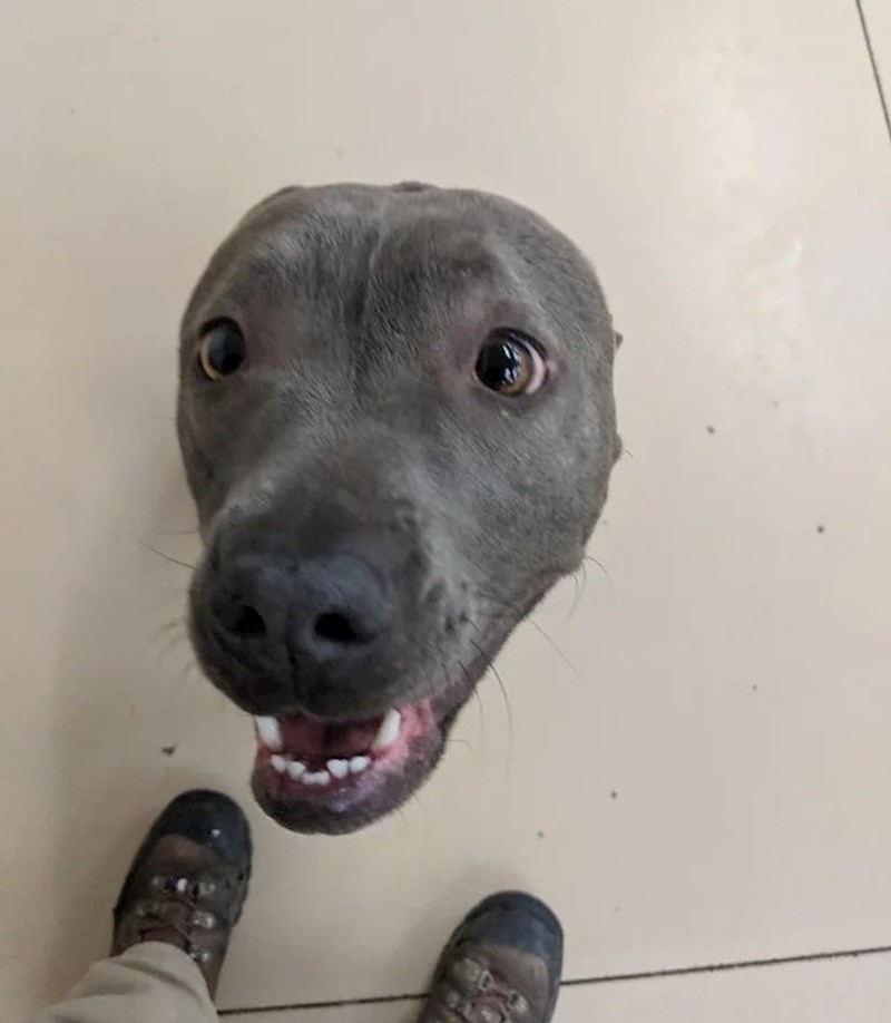 3. "Fotka izgleda tako kao da mi pas nema tijelo"