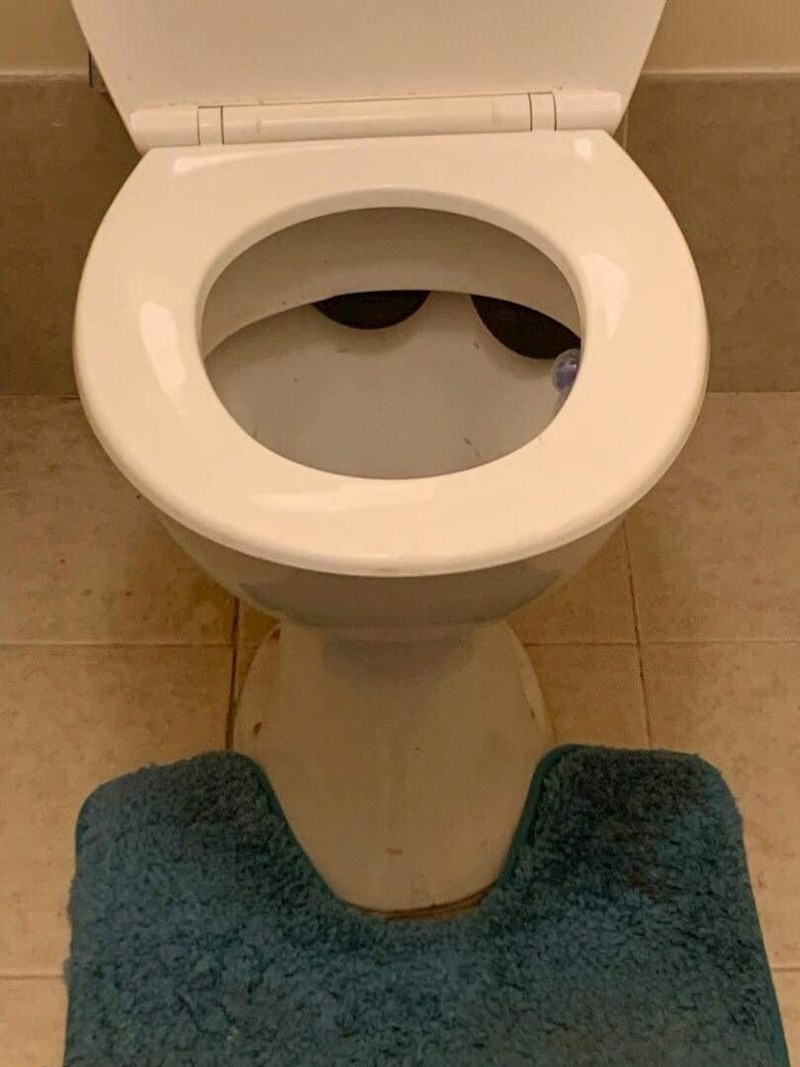 1. Ljudi su pronašli smeđu zmiju u wc-u...