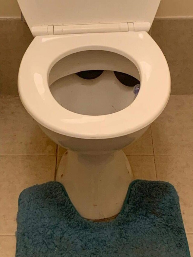 1. Ljudi su pronašli smeđu zmiju u wc-u...